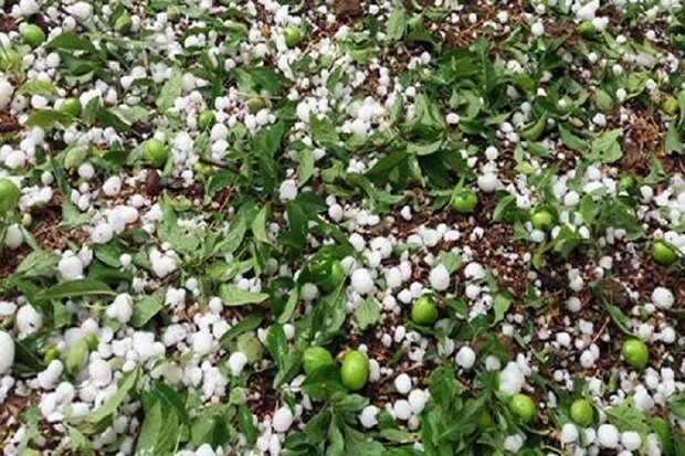 بارش تگرگ در اسفراین به بخش کشاورزی خسارت وارد کرد
