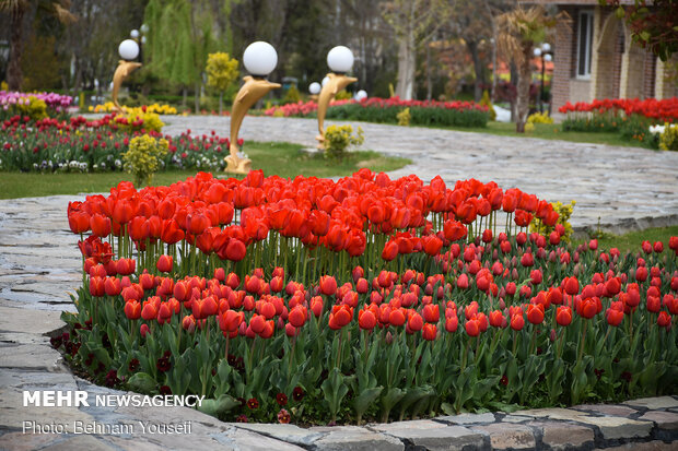 Mesmerizing tulip garden of Arak