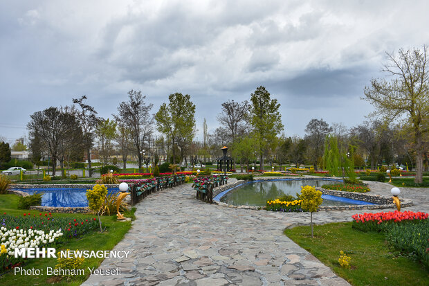 حديقة أزهار التوليب في مدينة "أراك" 