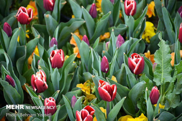 Mesmerizing tulip garden of Arak