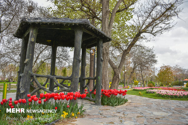 Mesmerizing tulip garden of Arak