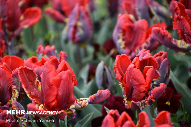 Mesmerizing tulip garden of Arak