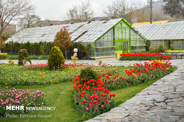 Mesmerizing tulip garden of Arak