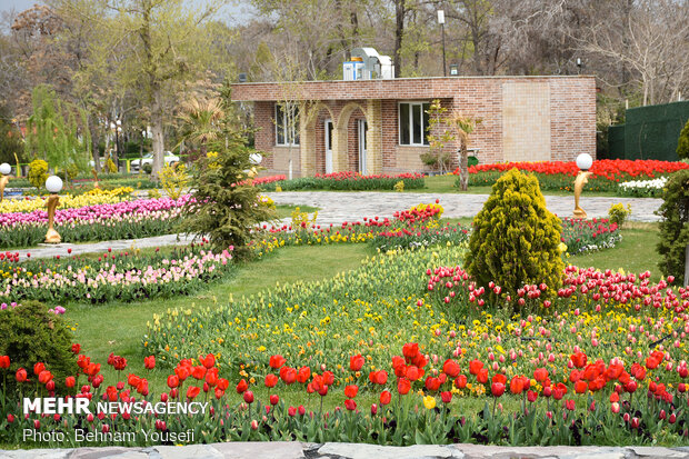 Mesmerizing tulip garden of Arak