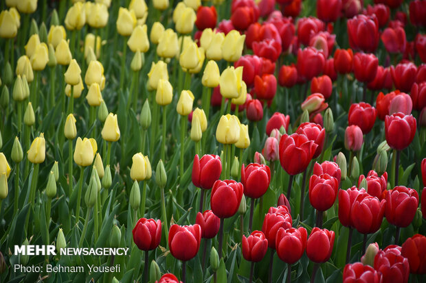 Mesmerizing tulip garden of Arak