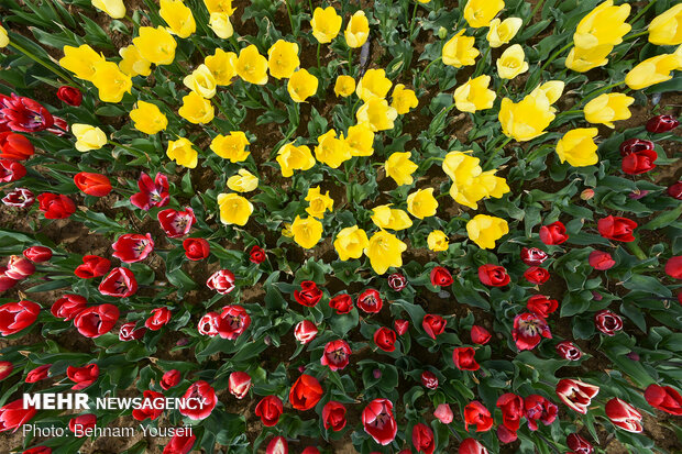 Mesmerizing tulip garden of Arak