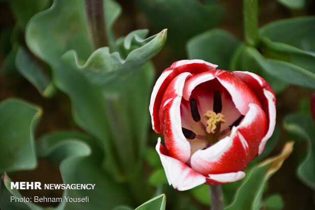 Mesmerizing tulip garden of Arak