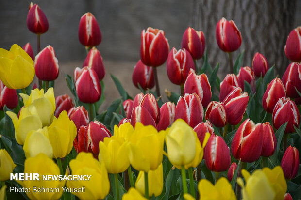 Mesmerizing tulip garden of Arak