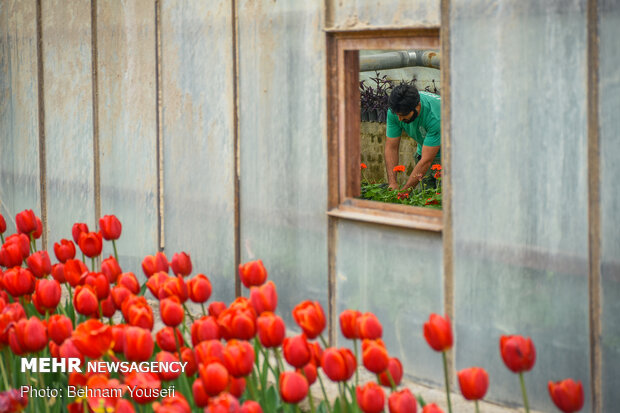 Mesmerizing tulip garden of Arak