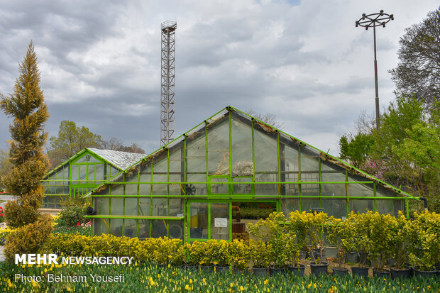 Mesmerizing tulip garden of Arak