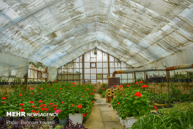 Mesmerizing tulip garden of Arak