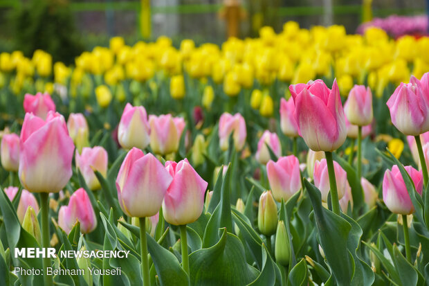 Mesmerizing tulip garden of Arak