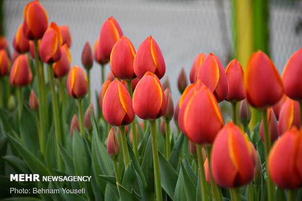 Mesmerizing tulip garden of Arak