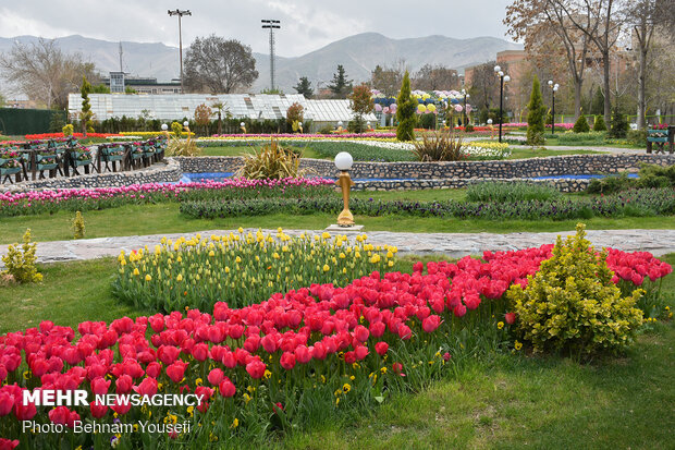 Mesmerizing tulip garden of Arak