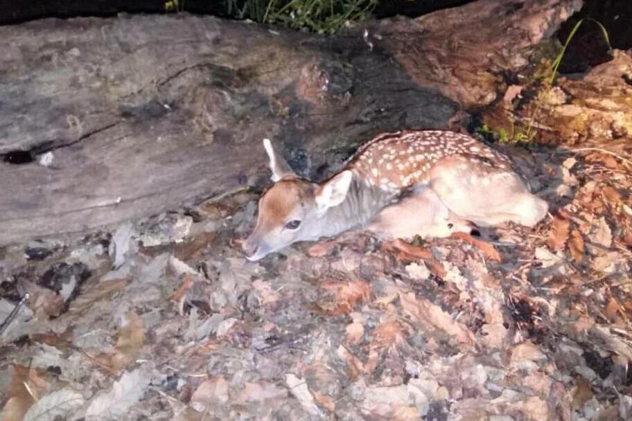 دوران طلایی آهوان ایرانی در دشت/ ناز مرال ها در سمسکنده