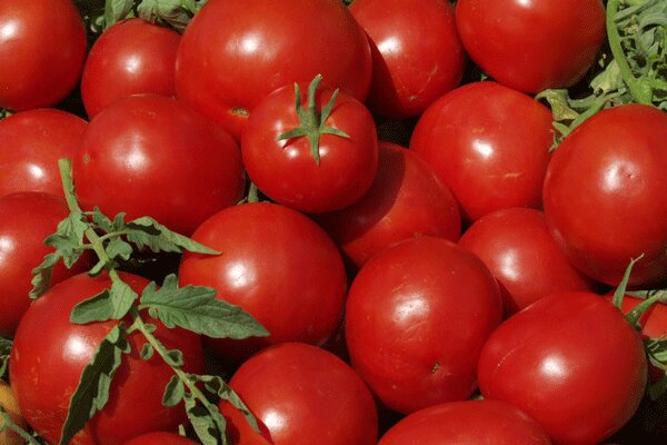 امسال ۱۳۰ هزار تن گوجه فرنگی در استان همدان تولید شد