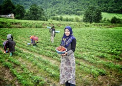 حصاد الفراولة في "كلستان" شمال ايران / صور