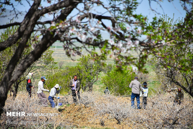 Preparing ground to produce better grapes