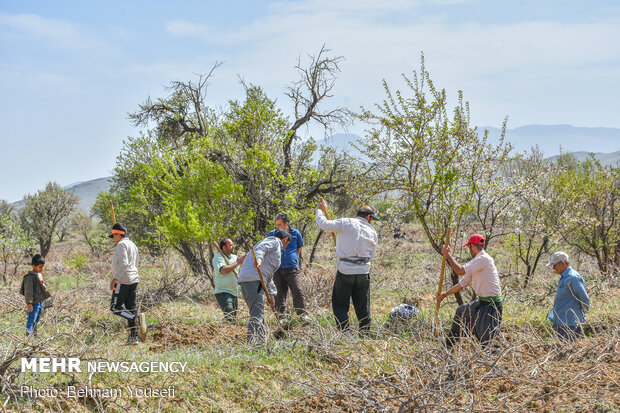 Preparing ground to produce better grapes