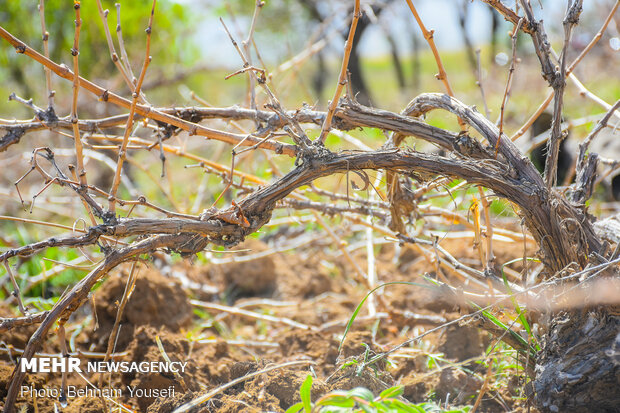 Preparing ground to produce better grapes