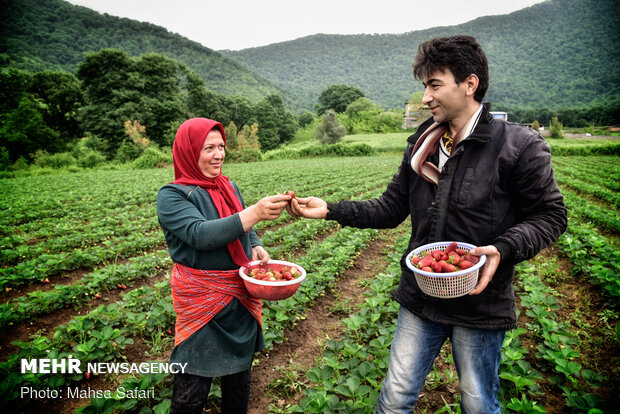 çilek hasadı