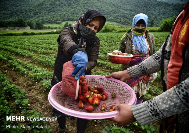 حصاد الفراولة في "كلستان" شمال ايران 