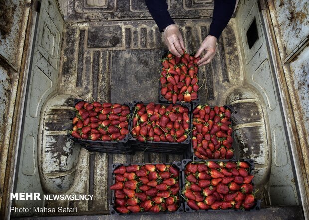 حصاد الفراولة في "كلستان" شمال ايران 