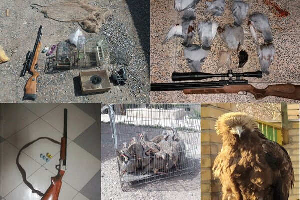 لاشه ۱۷ قطعه پرنده وحشی از یک شکارچی در نکا کشف شد