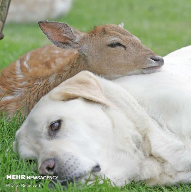 الصداقة بين الحيوانات؛ مودة قد تطال الى مدى حياتها