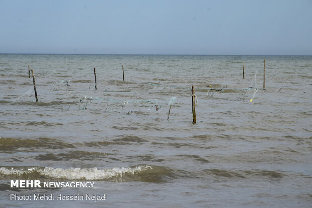 تورهای غیرمجاز ماهیگیری بلای جان ساحل آستارا