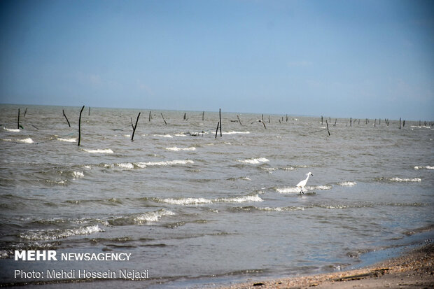 تورهای غیرمجاز ماهیگیری بلای جان ساحل آستارا