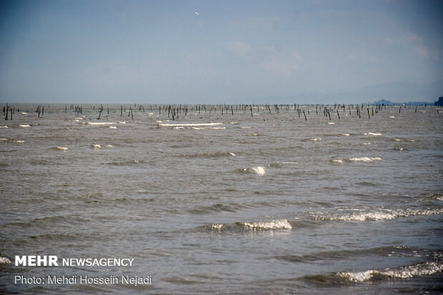 تورهای غیرمجاز ماهیگیری بلای جان ساحل آستارا