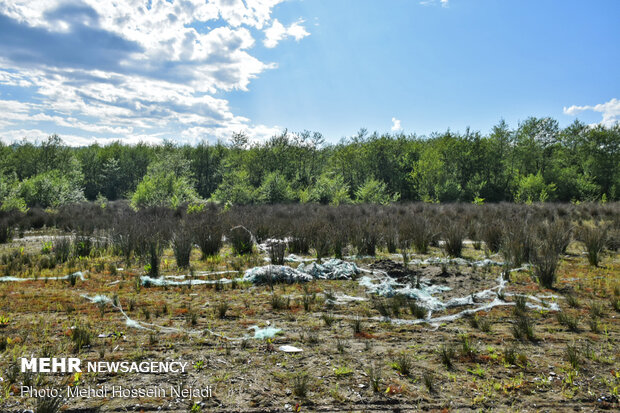 تورهای غیرمجاز ماهیگیری بلای جان ساحل آستارا