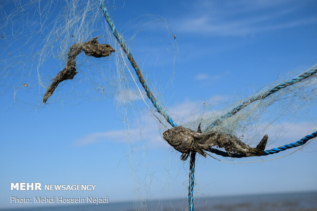 تورهای غیرمجاز ماهیگیری بلای جان ساحل آستارا