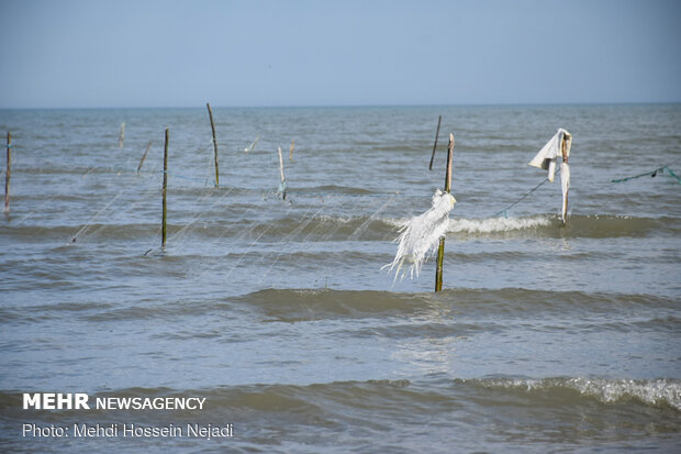 تورهای غیرمجاز ماهیگیری بلای جان ساحل آستارا