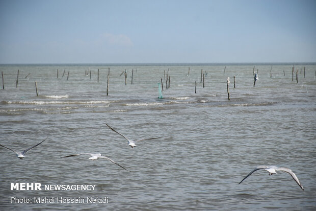 تورهای غیرمجاز ماهیگیری بلای جان ساحل آستارا