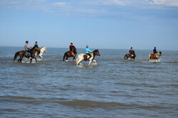 Horses enjoying Astara beaches