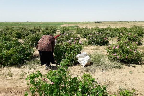 آغاز برداشت گل محمدی از سطح ۱۲ هکتار مزارع شهرستان مه‌ولات