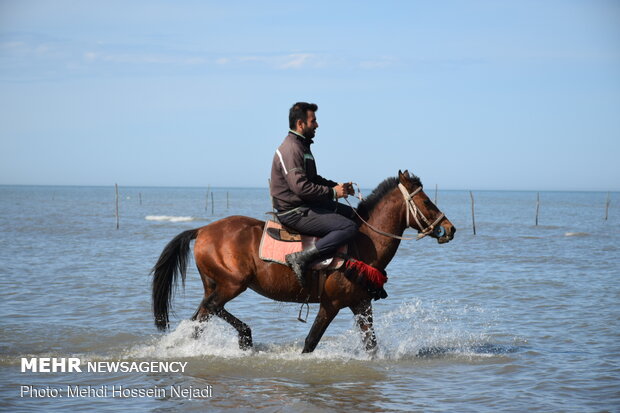 Horses enjoying Astara beaches