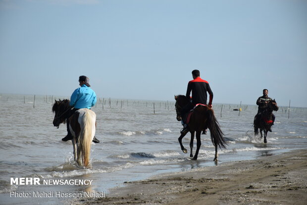 Horses enjoying Astara beaches