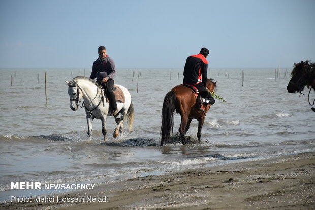 Horses enjoying Astara beaches