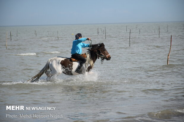 Horses enjoying Astara beaches