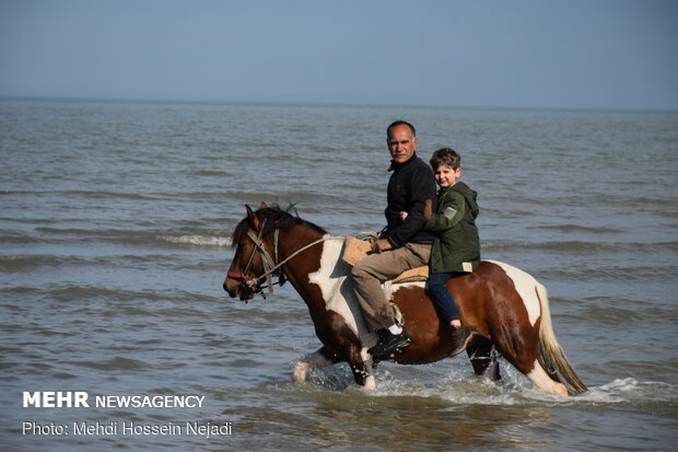 Horses enjoying Astara beaches