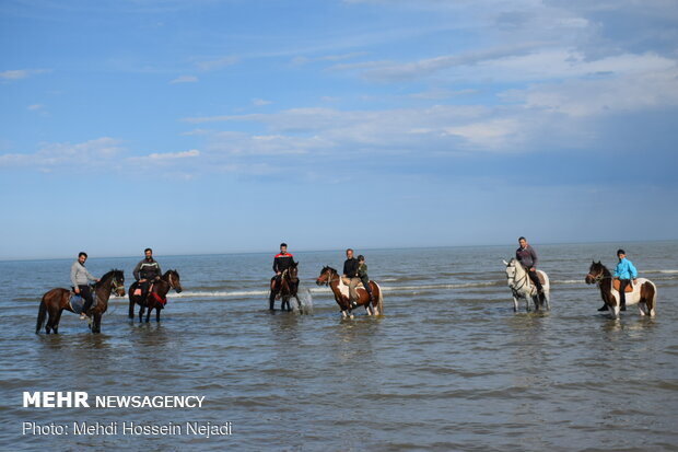 Horses enjoying Astara beaches