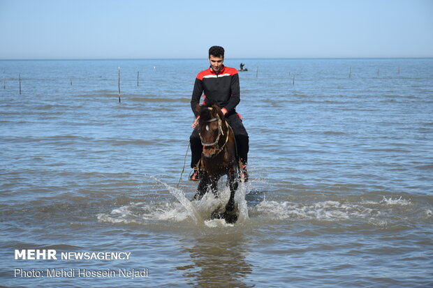 Horses enjoying Astara beaches