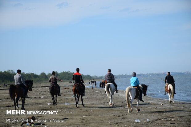 Horses enjoying Astara beaches