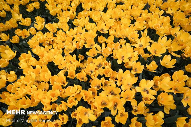 رویش گل های لاله در باغ ایرانی