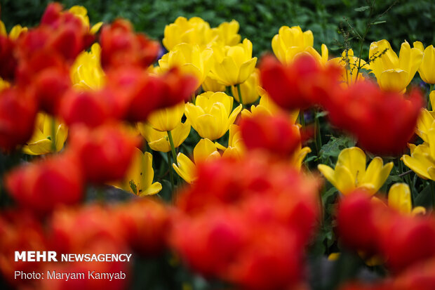 ‘Iranian Garden’ in Northern Tehran