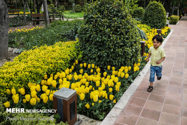 رویش گل های لاله در باغ ایرانی