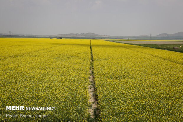 Rapeseed fields in Razavi Khorasan Province
